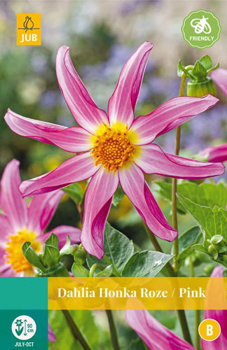 https://cdn.warentuin.nl/media/catalog/product/S/C/SCAN8712438990649_dahlia_honka_roze_jub_1_bloembol_3bfe.jpg