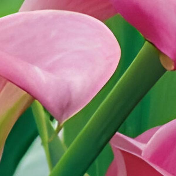 https://cdn.warentuin.nl/media/catalog/product/S/C/SCAN8712438990687_01_zantedeschia_garnet_glow_jub_1_bloembol_aebf.jpg