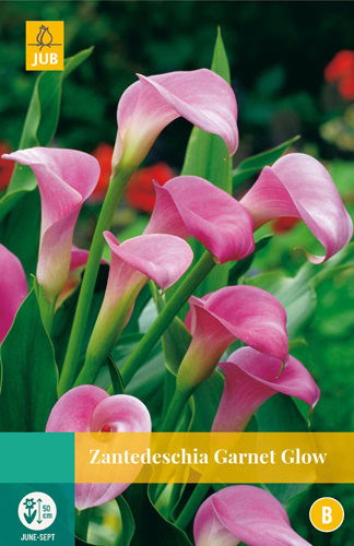 https://cdn.warentuin.nl/media/catalog/product/S/C/SCAN8712438990687_zantedeschia_garnet_glow_jub_1_bloembol_0fe0.jpg