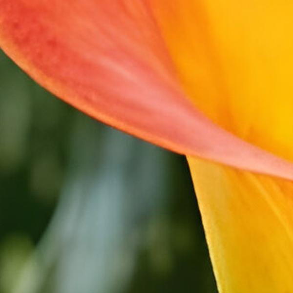 https://cdn.warentuin.nl/media/catalog/product/S/C/SCAN8712438990700_01_zantedeschia_morning_sun_jub_1_bloembol_b0b7.jpg