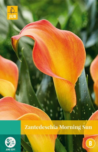 https://cdn.warentuin.nl/media/catalog/product/S/C/SCAN8712438990700_zantedeschia_morning_sun_jub_1_bloembol_5e4d.jpg