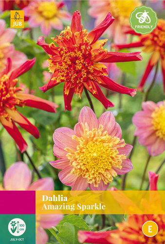 https://cdn.warentuin.nl/media/catalog/product/S/C/SCAN8712438990731_dahlia_amazing_sparkle_jub_3_bloembollen_d7c0.jpg