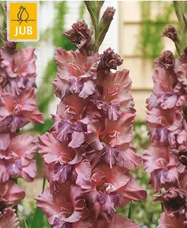 https://cdn.warentuin.nl/media/catalog/product/S/C/SCAN8712438991103_gladiolus_rusty_chestnut_bloembol_jub_7_st_0fca.jpg