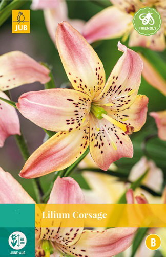https://cdn.warentuin.nl/media/catalog/product/S/C/SCAN8712438991110_lilium_corsage_jub_1_bloembol_c927.jpg