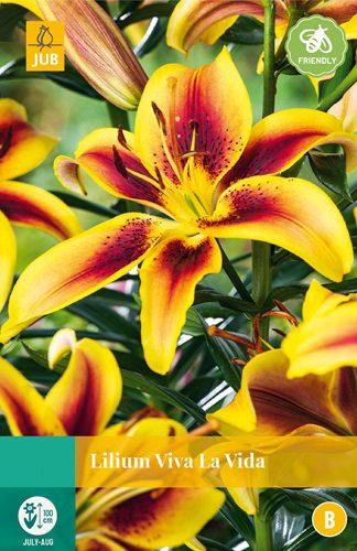 https://cdn.warentuin.nl/media/catalog/product/S/C/SCAN8712438991134_lilium_viva_la_vida_jub_1_bloembol_8a61.jpg