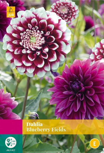 https://cdn.warentuin.nl/media/catalog/product/S/C/SCAN8712438991202_dahlia_blueberry_fields_jub_3_bloembollen_15b7.jpg
