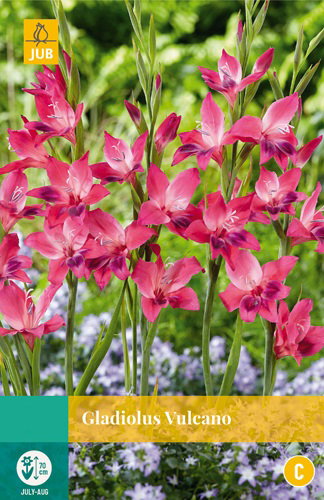 https://cdn.warentuin.nl/media/catalog/product/S/C/SCAN8712438991745_gladiolus_vulcano_jub_10_bloembollen_67cc.jpg