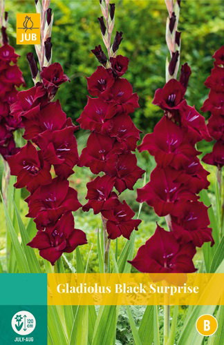 https://cdn.warentuin.nl/media/catalog/product/S/C/SCAN8712438991875_gladiolus_black_surprise_jub_7_bloembollen_5bbe.jpg