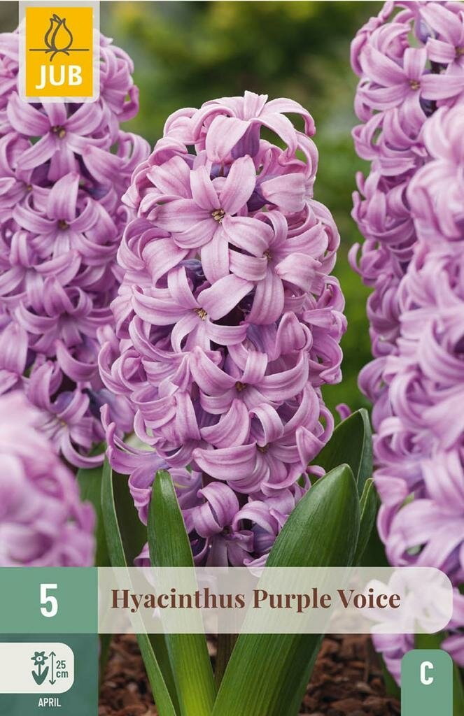 Hyacinthus purple voice 5st JUB - Jub
