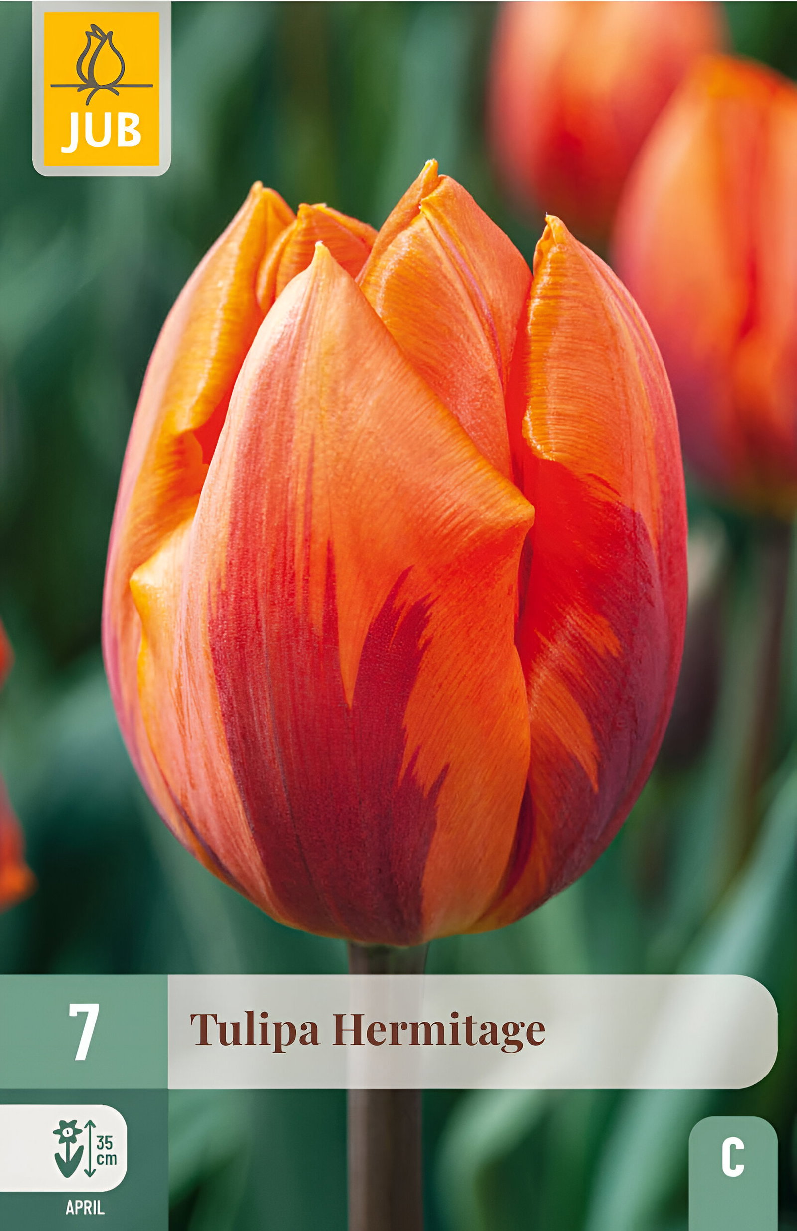 Tulipa hermitage 7st JUB - Jub