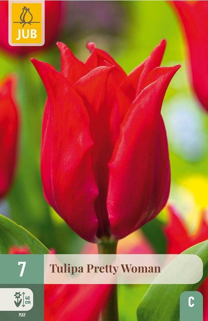 Tulipa pretty woman 7st JUB - Jub