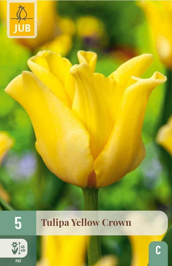 Tulipa yellow crown 5st JUB - Jub
