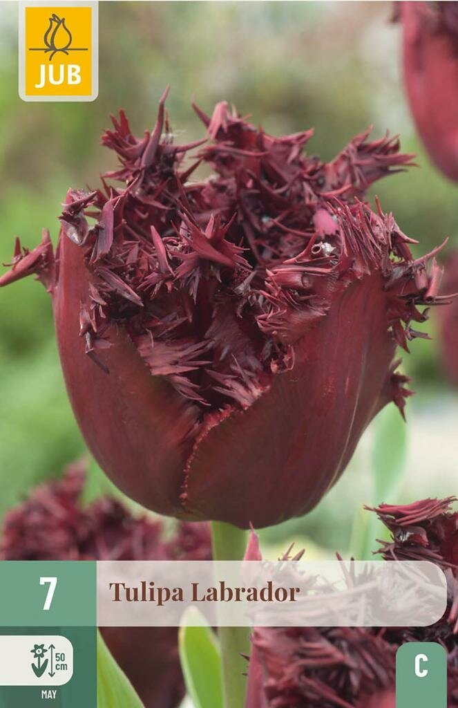 Tulipa labrador 7st JUB - Jub