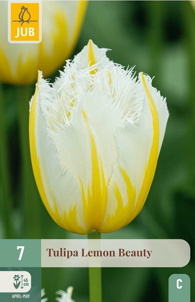 Tulipa lemon beauty 7st JUB - Jub