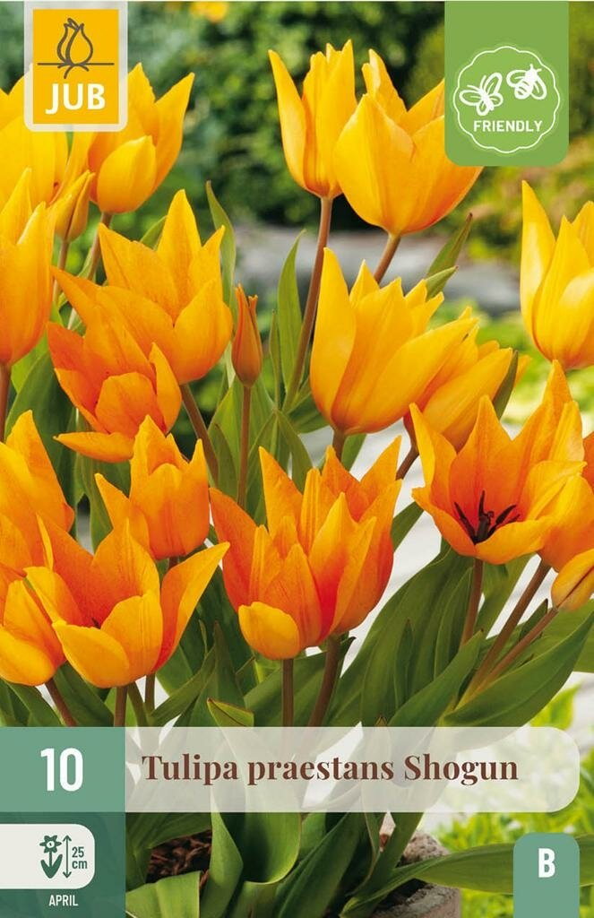Tulipa praestans shogun 10st JUB - Jub