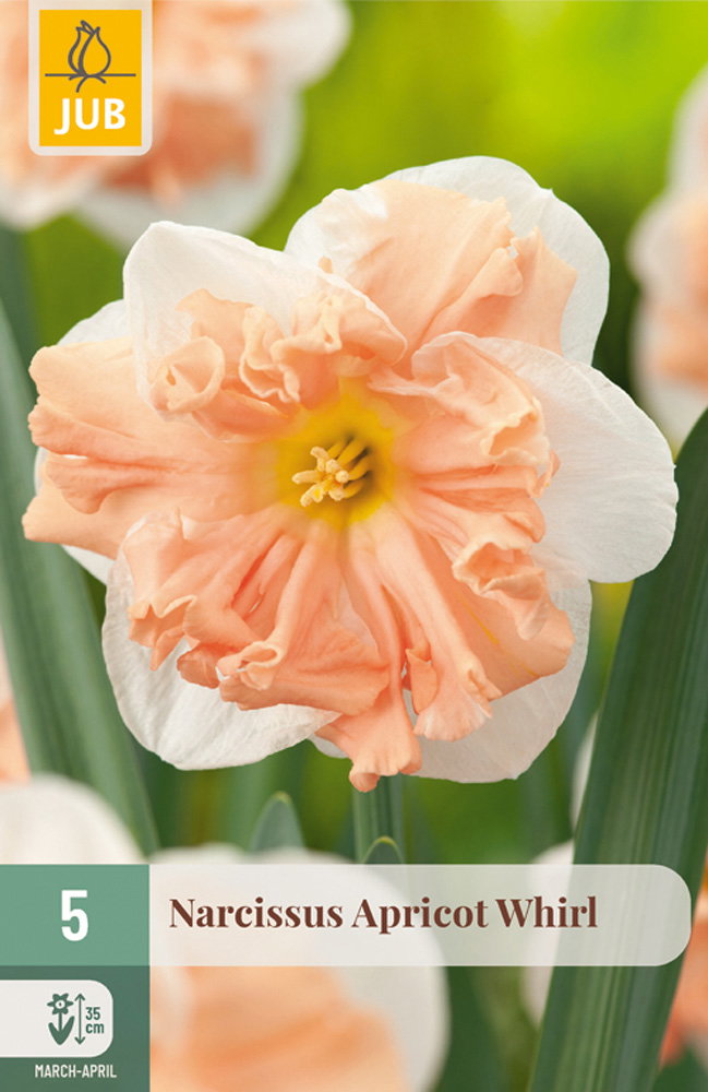 Narcissus apricot whirl bloembol JUB 5 stuks - Jub