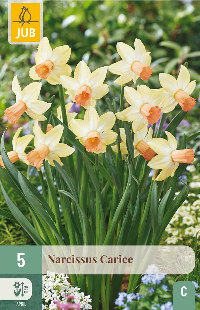 Narcissus carice 5st JUB - Jub