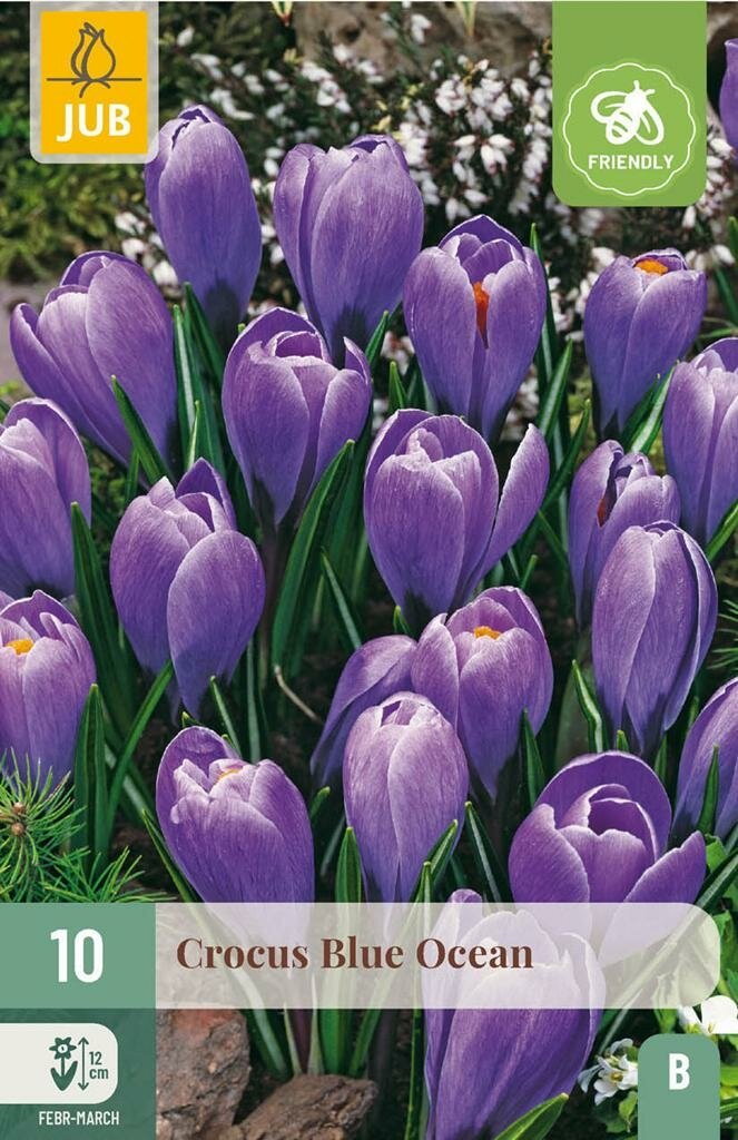 Crocus blue ocean 10st JUB - Jub