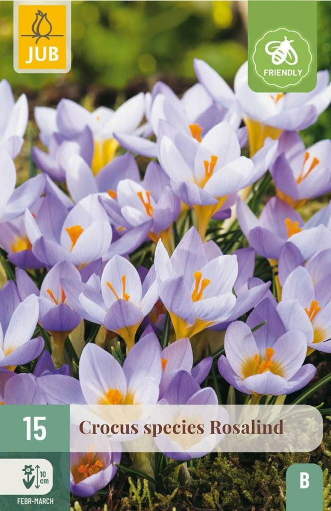 Crocus rosalind 15st JUB - Jub