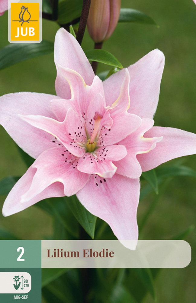 Lilium elodie bloembol JUB 2 stuks - Jub