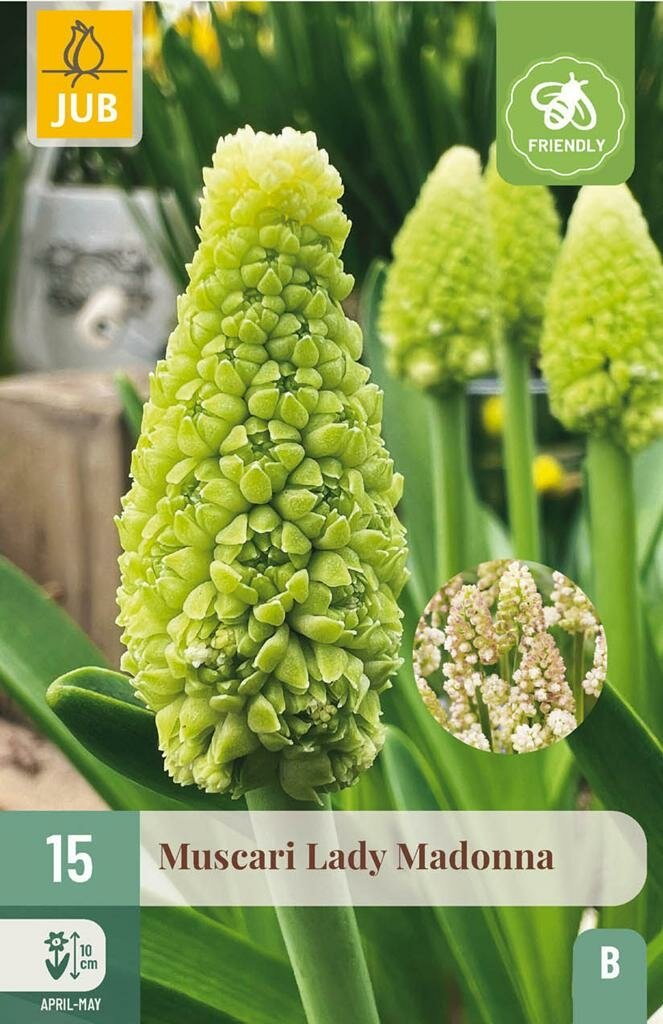 Muscari lady madonna 15st JUB - Jub