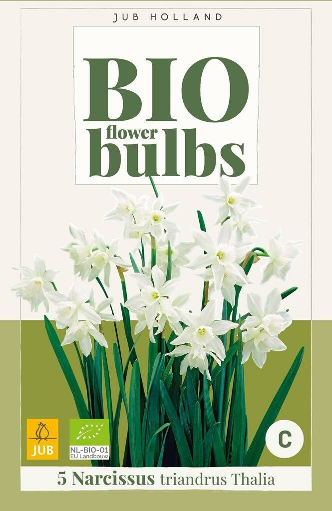 Narcissus triandrus thalia 5st JUB - Jub