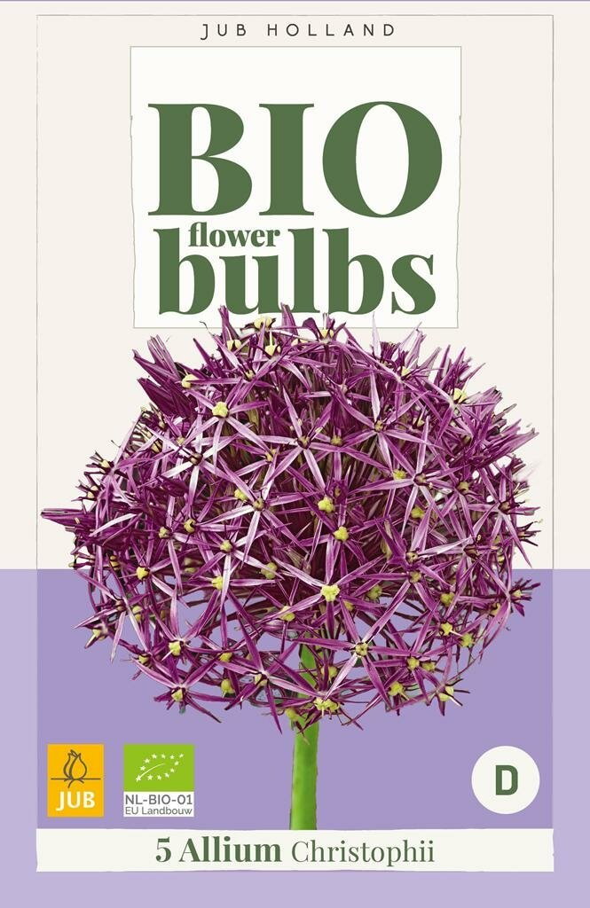 Allium christophii 5st JUB - Jub