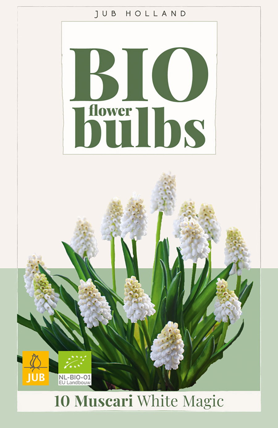 Muscari white magic bio bloembol JUB 10 stuks - Jub
