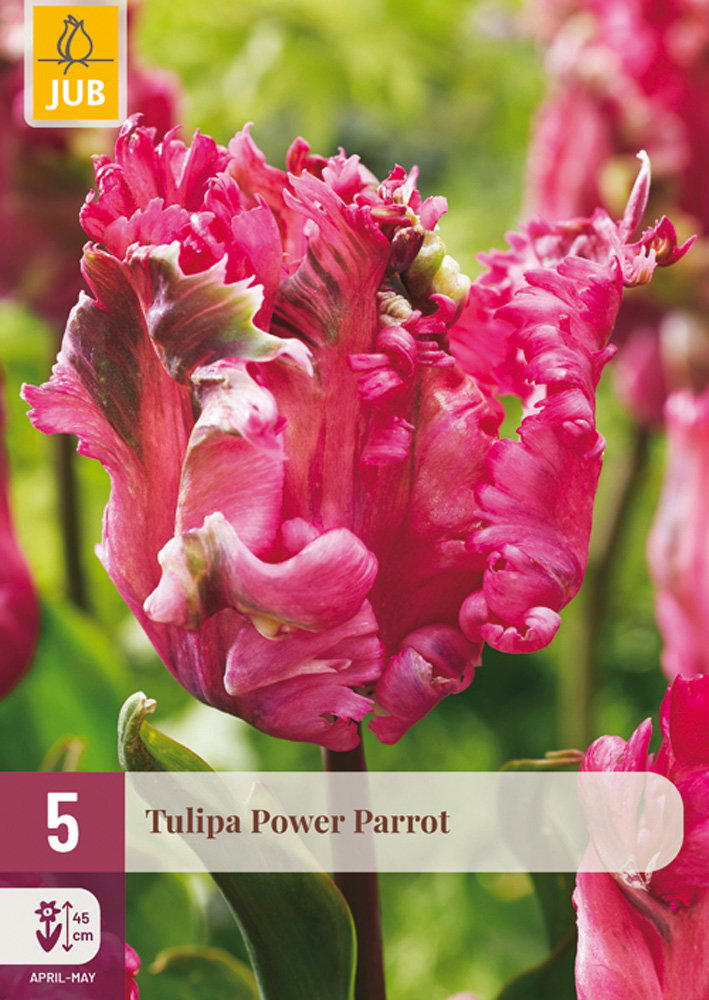 Tulipa power parrot bloembol JUB 5 stuks - Jub