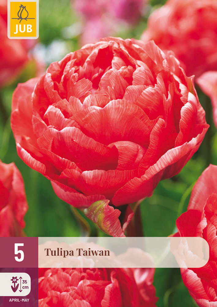 Tulipa taiwan bloembol JUB 5 stuks - Jub