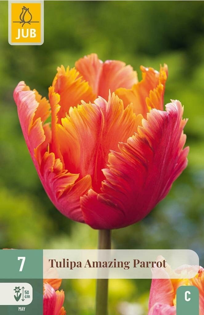 Tulipa amazing parrot 7st JUB - Jub