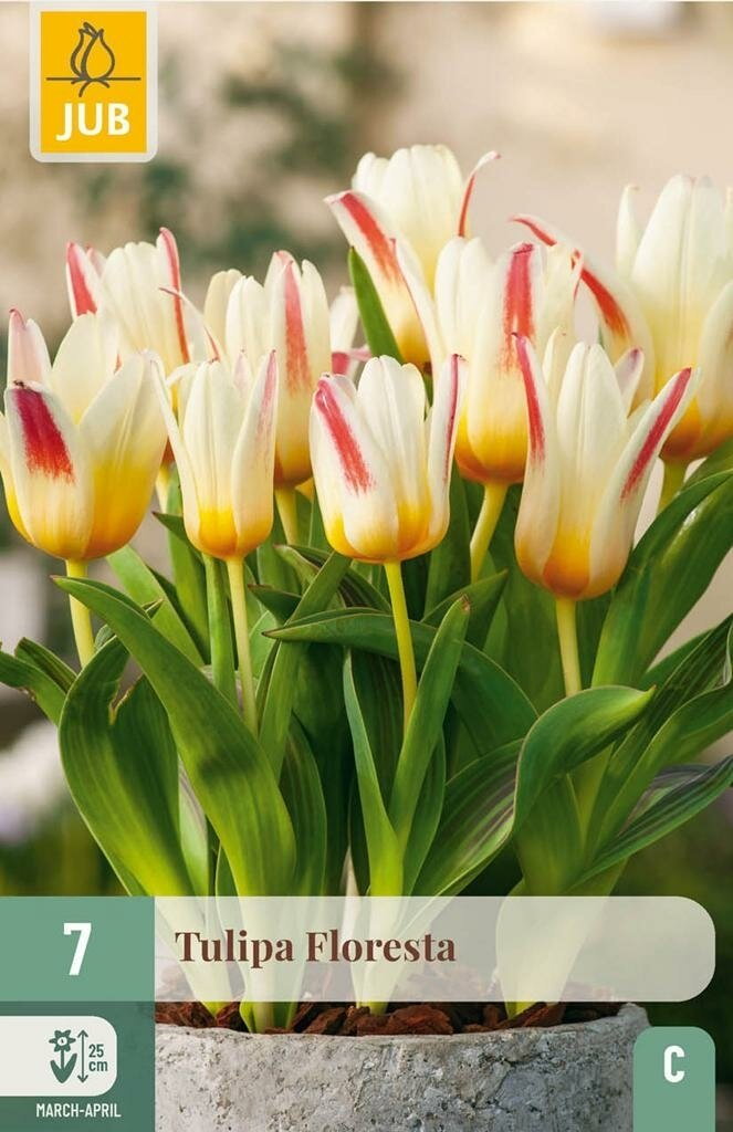 Tulipa floresta 7st JUB - Jub