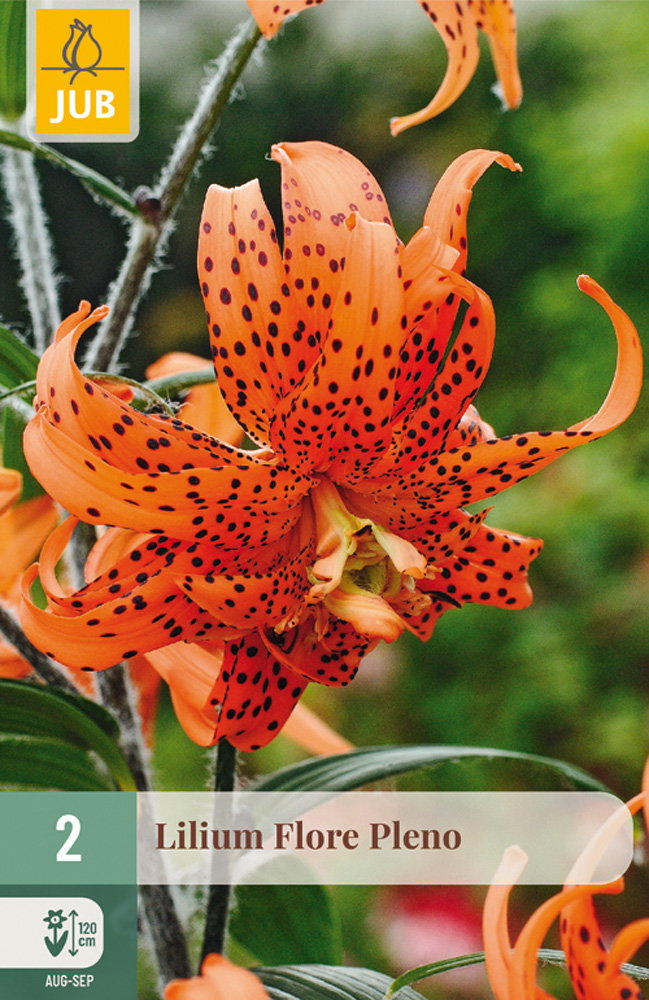Lilium flore pleno bloembol JUB 2 stuks - Jub