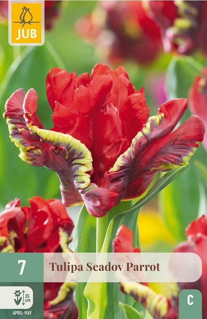 Tulipa seadov parrot 7st JUB - Jub