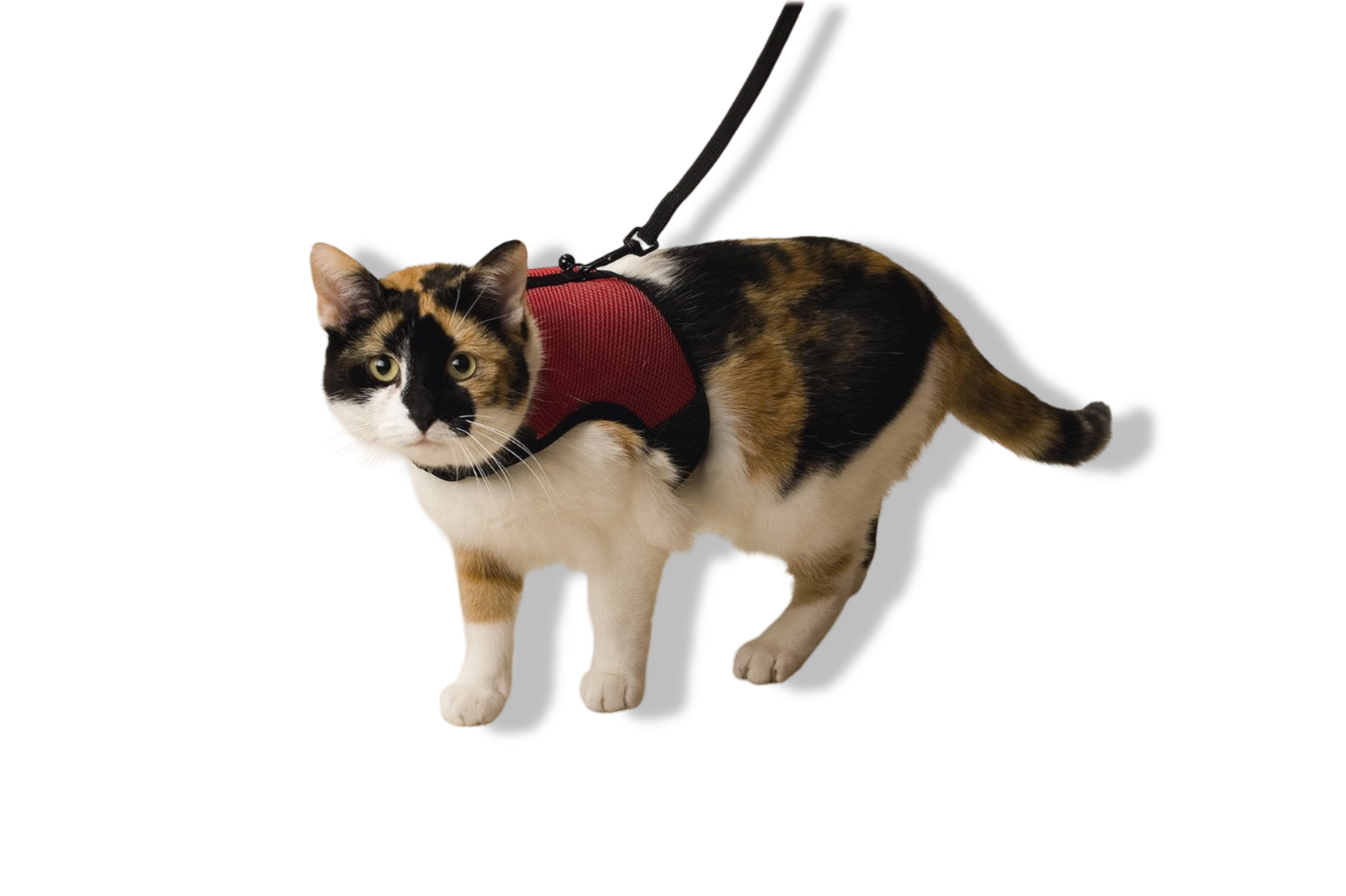 https://cdn.warentuin.nl/media/catalog/product/S/C/SCAN8712695078968_01_beeztees_katten_loopharnas_comfort_beeztees_9b29.png