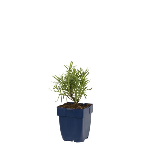 Lavandula ang. 'Munstead' - Lavendel