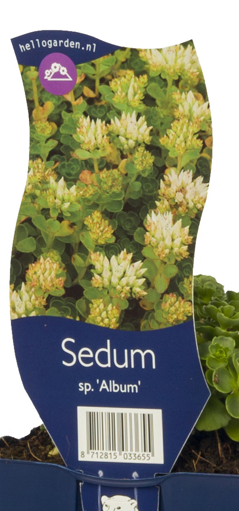 Sedum spur. Album vaste plant Griffioen - Griffioen