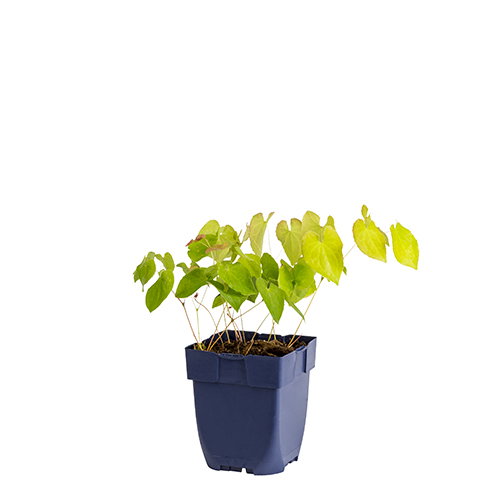 https://cdn.warentuin.nl/media/catalog/product/S/C/SCAN8712815076096_epimedium_pub_orangekonigin_griffioen_9348.JPG