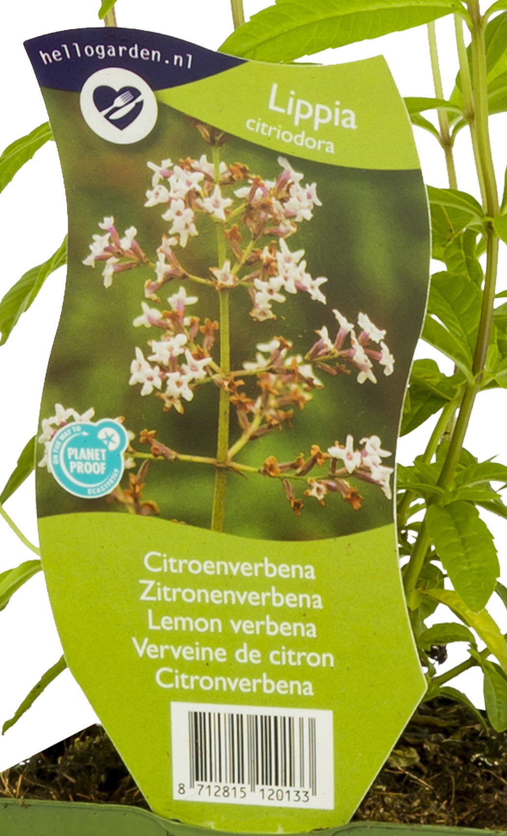 Citroenverbena kruid Lippia citriodora Griffioen - Griffioen