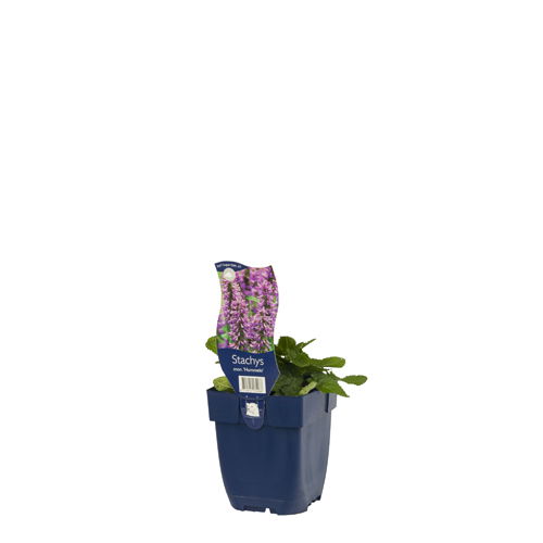 https://cdn.warentuin.nl/media/catalog/product/S/C/SCAN8712815174266_01_stachys_mon_hummelo_griffioen_b0fd.jpg
