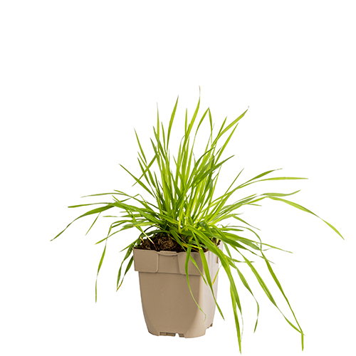 https://cdn.warentuin.nl/media/catalog/product/S/C/SCAN8712815642352_bevertjes_griffioen_22a5.JPG