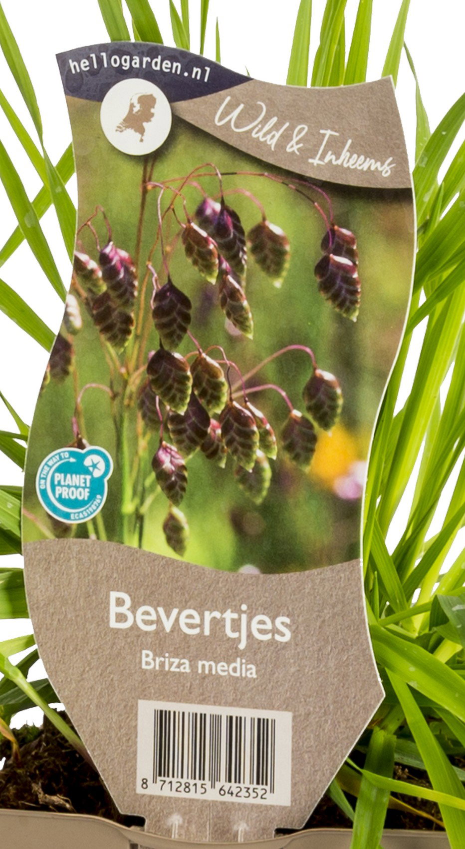 Bevertjes vaste plant Griffioen - Griffioen