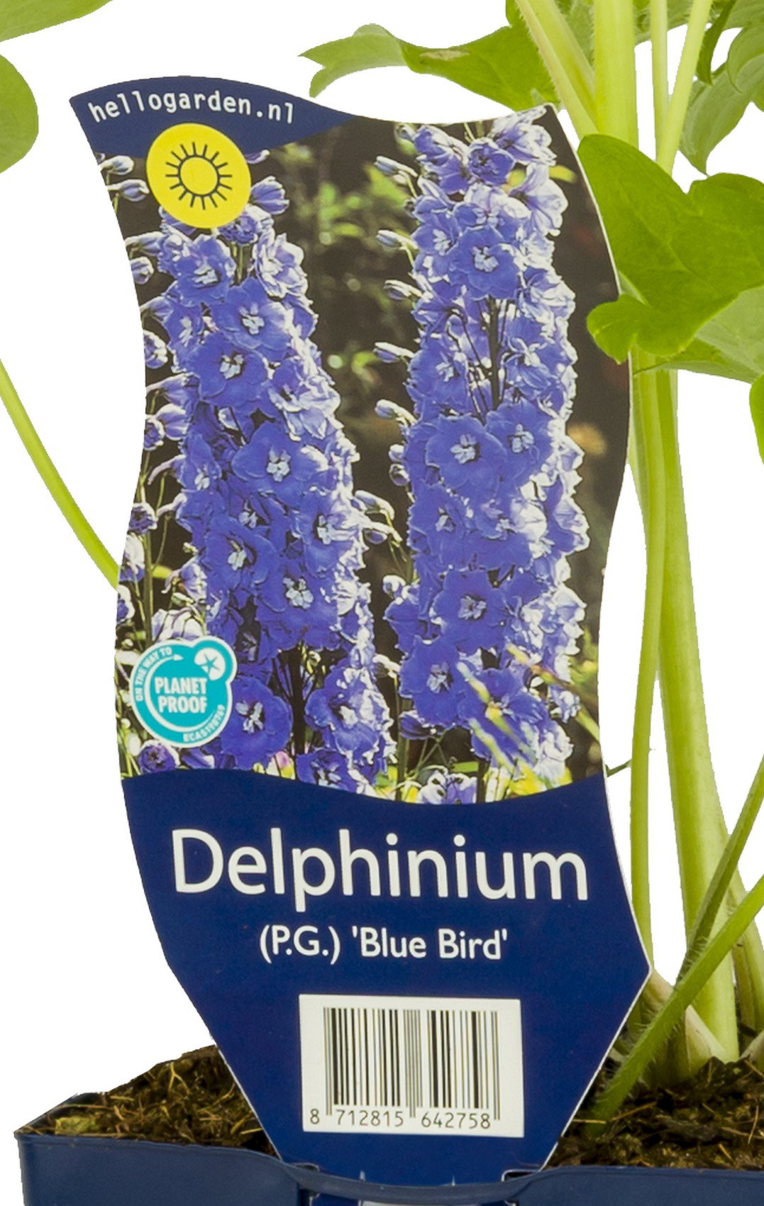Delphinium (P) Blue Bird vaste plant Griffioen - Griffioen