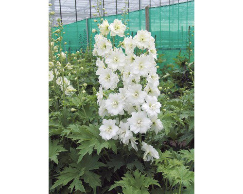 https://cdn.warentuin.nl/media/catalog/product/S/C/SCAN8712815642789_delphinium_p_galahad_vaste_plant_griffioen_96d8.jpg