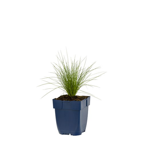 Festuca amethystina - Griffioen