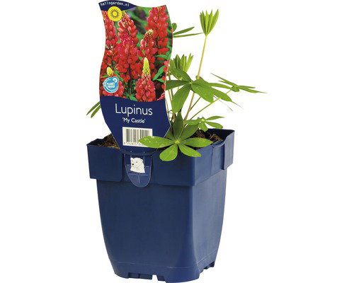 https://cdn.warentuin.nl/media/catalog/product/S/C/SCAN8712815644240_lupinus_my_castle_vaste_plant_griffioen_dea2.jpg