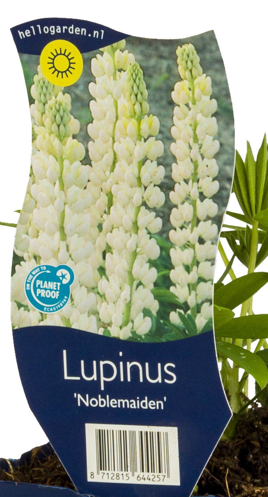 Lupinus Noblemaiden vaste plant Griffioen - Griffioen
