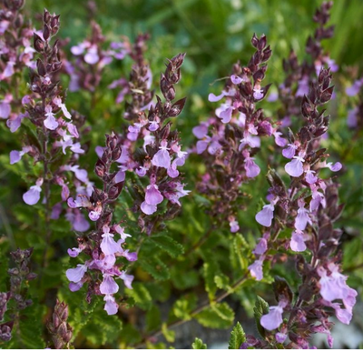 Teucrium cham 'Nanum' Gamander Staude