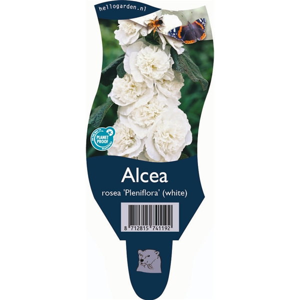 https://cdn.warentuin.nl/media/catalog/product/S/C/SCAN8712815741192_alcea_rosea_pleniflora_wit_vaste_plant_griffioen_b779.jpg