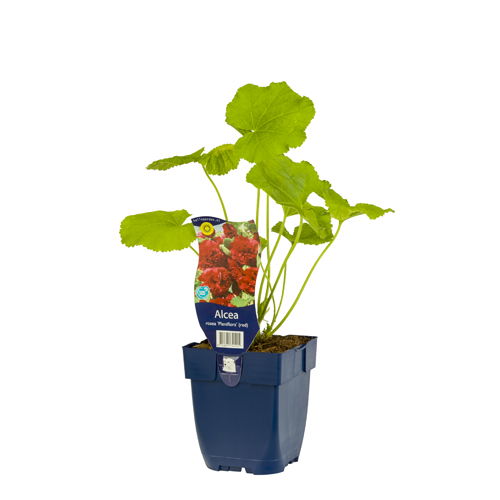 https://cdn.warentuin.nl/media/catalog/product/S/C/SCAN8712815741215_01_alcea_rosea_pleniflora_rood_griffioen_54ea.jpg